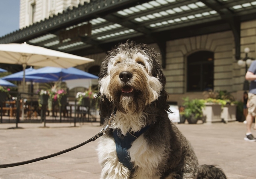 Close up of a dog outside Denver Union Station