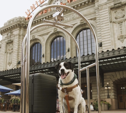Close up of a dog on a luggage cart outside Denver Union Station