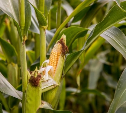 close up of nobs of corn growing
