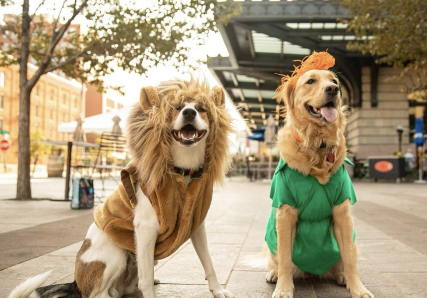 Two dogs in costume for the Howl-o-ween parade at Denver Union Station